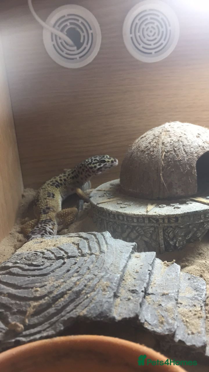 Leopard Gecko reptiles Beautiful leopard gecko. - Advert 1