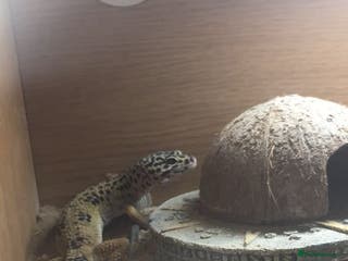 Leopard Gecko reptiles Beautiful leopard gecko. - Advert 16