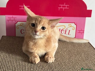 Abyssinian cats Tica registered Abyssinian kittens - Advert 1