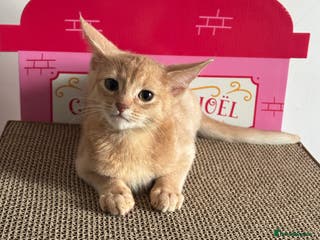 Abyssinian cats Tica registered Abyssinian kittens - Advert 6