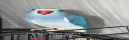 Ringnecks birds for sale: Blue Indian Ringneck For Sale - Advert 12