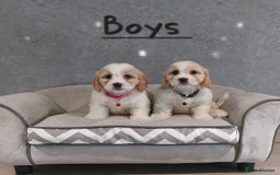 Cavachon dogs for sale: Beautiful F1 Cavachon boys 💙 - Image 1