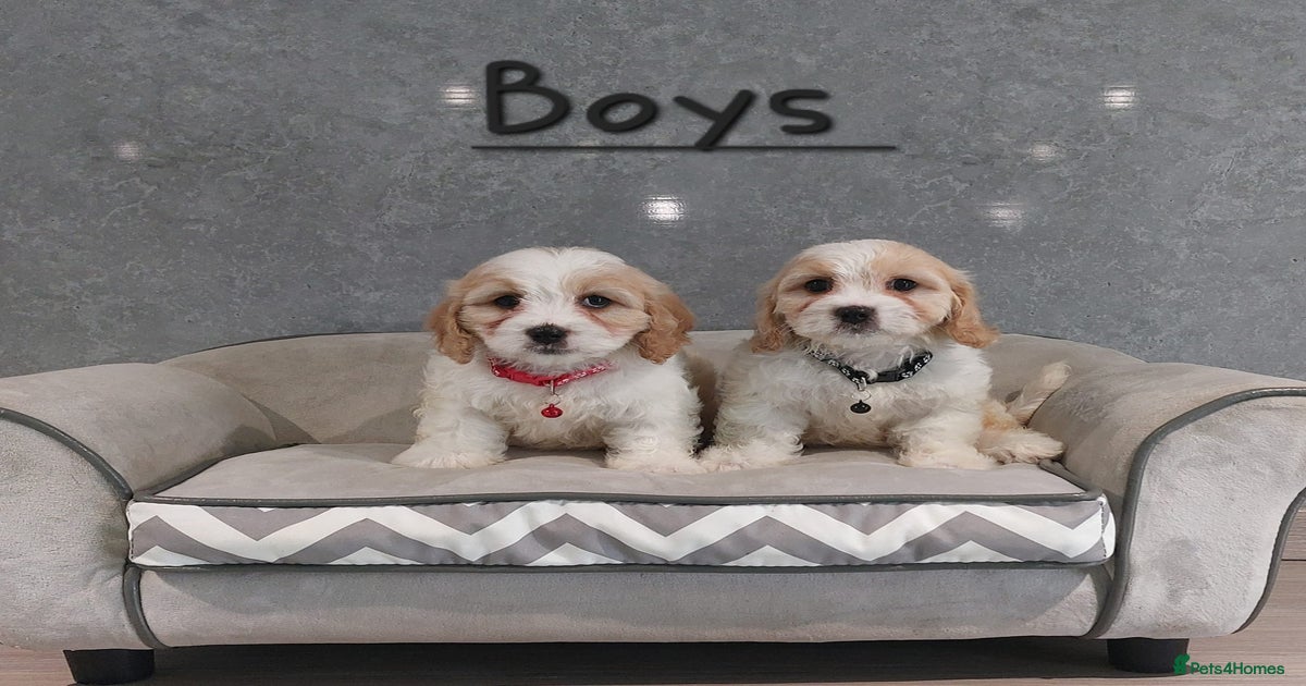 Beautiful F1 Cavachon boys 💙 for sale in Pencader Pets4Homes