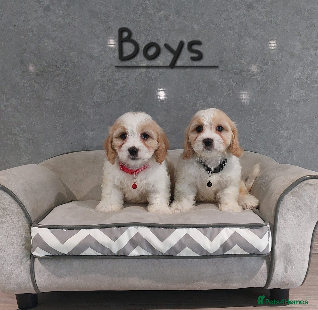 Cavachon dogs for sale: Beautiful F1 Cavachon boys 💙 - Image 1