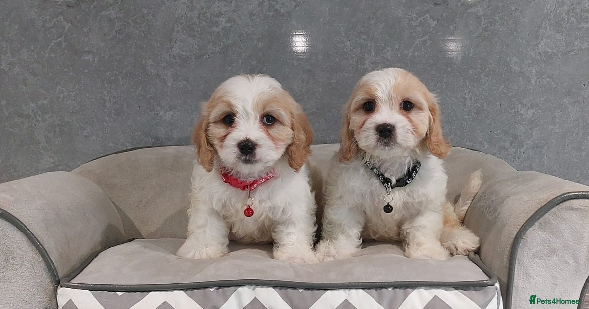 Beautiful F1 Cavachon boys 💙 for sale in Pencader Pets4Homes