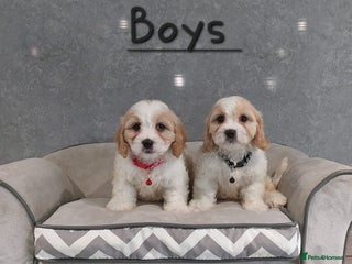 Cavachon dogs - Advert 1