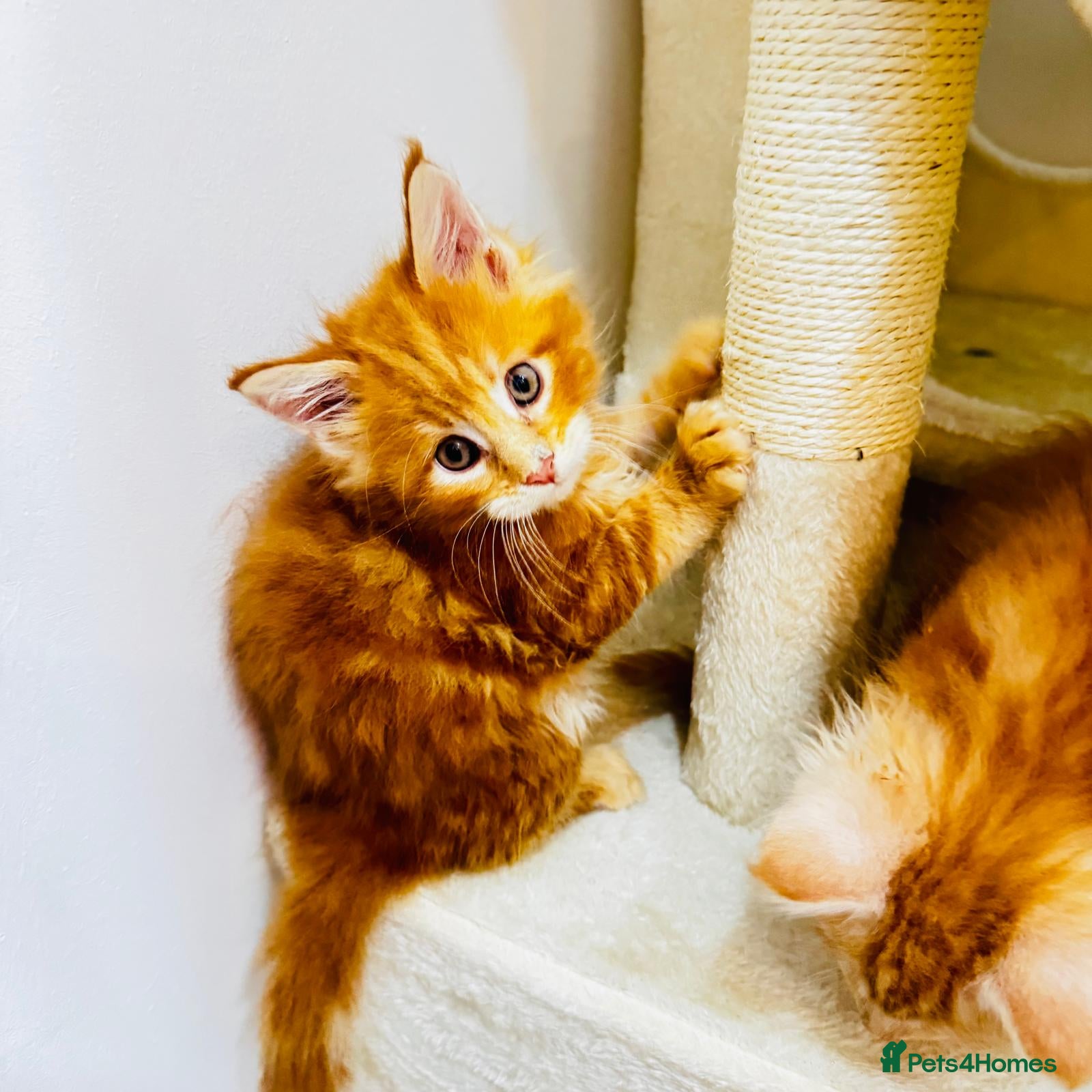 Maine Coon cats Pure breed XXL Maine Coon kittens  - Advert 15