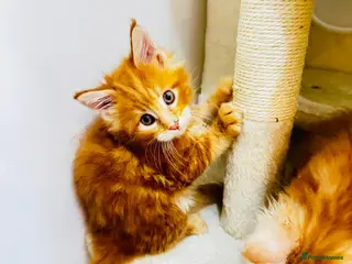Maine Coon cats Pure breed XXL Maine Coon kittens - Advert 15