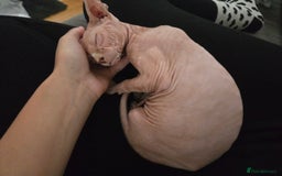 Sphynx cats for sale: 2 beautiful male sphynx kittens - Image 4