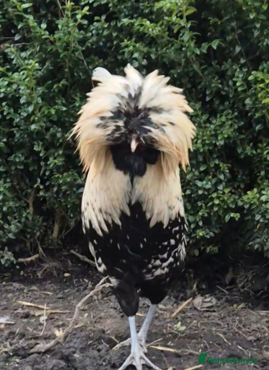 Chickens poultry Polish Cockerel - Advert 10