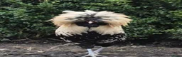Chickens poultry for sale: Polish Cockerel - Advert 1