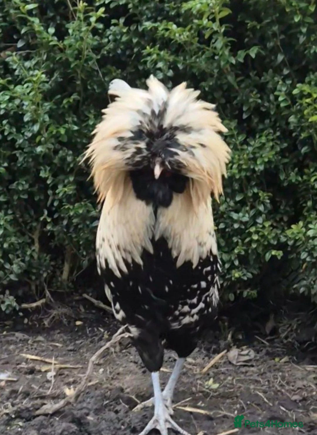 Chickens poultry for sale: Polish Cockerel - Advert 1