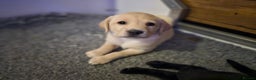 Labrador Retriever dogs for sale: 🐾 Labrador Puppies – Ready Early January 🐾 - Advert 23