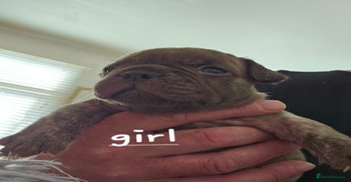French Bulldog dogs - Advert 15