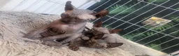 Sphynx cats for sale: Sphynx girls and boy elf 🐾🐾 - Advert 5