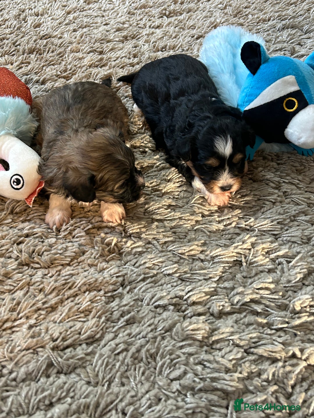 Havanese dogs for sale: Four beautiful Havanese  - Image 4