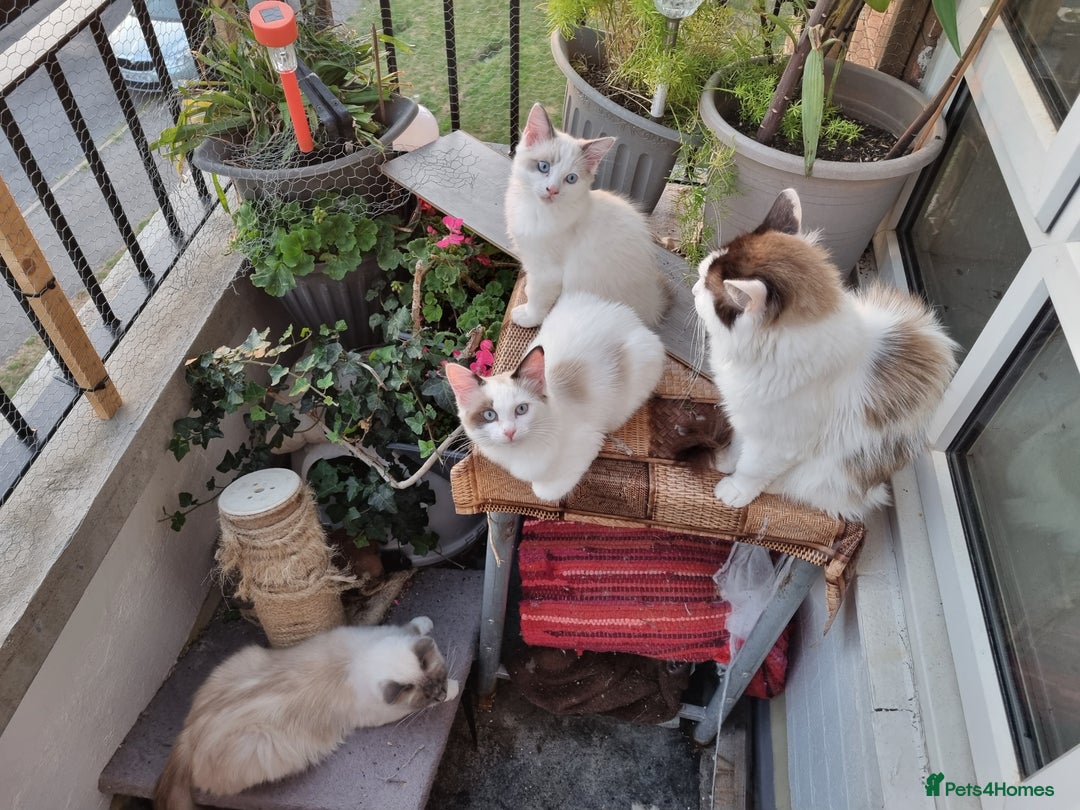 Ragdoll cats for sale: Ragdoll kittens  - Image 8