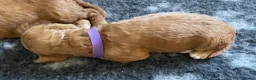 Australian Labradoodle dogs for sale: Australian Labradoodle Puppies for sale - Advert 22