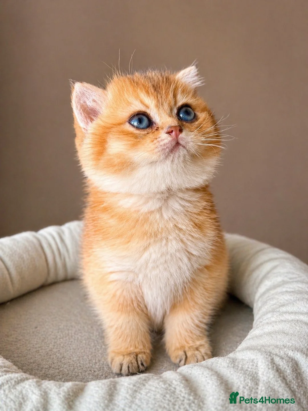 British Shorthair cats for sale: ✨ Exquisite Golden British Shorthair (NY11) ✨ - Advert 1
