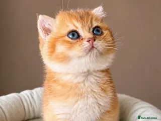 British Shorthair cats ✨ Exquisite Golden British Shorthair (NY11) ✨ - Advert 4