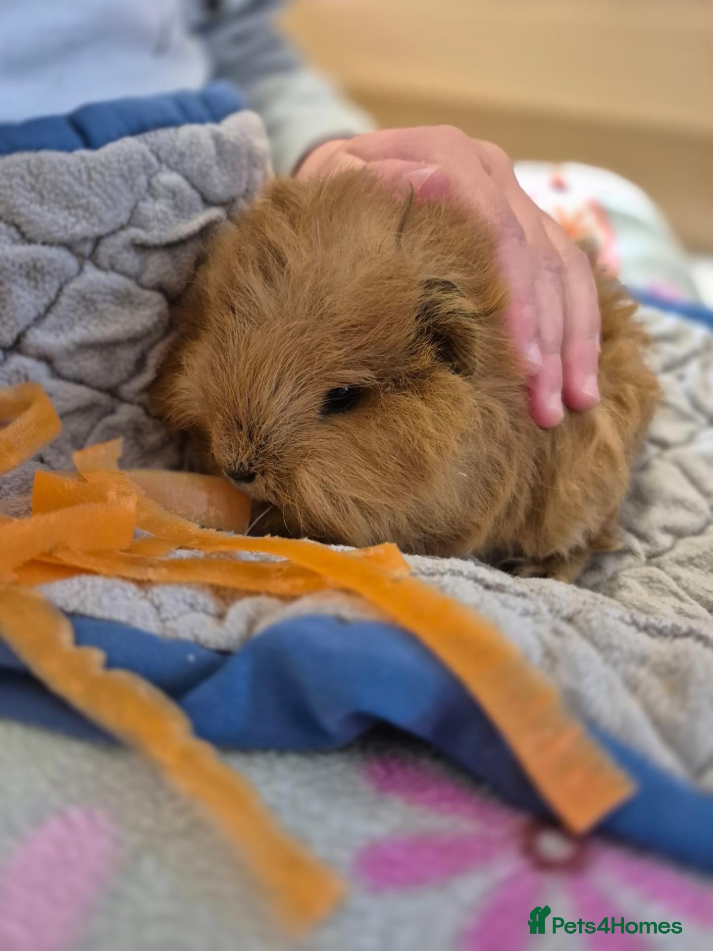 Guinea Pig rodents Young Male Swiss Boar - Advert 1