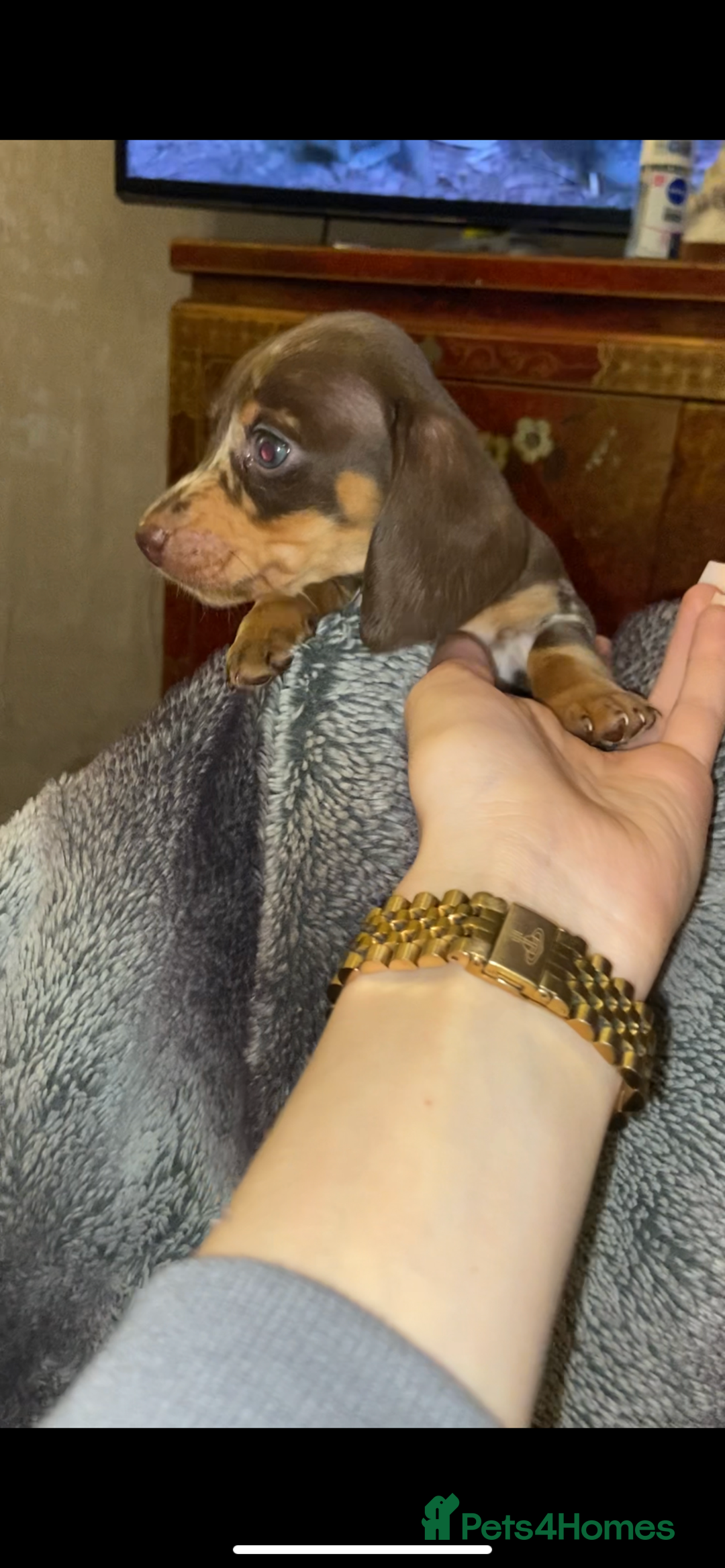 Miniature Dachshund dogs for sale: 🌻Miniature dachshund puppies 🌻 - Image 2