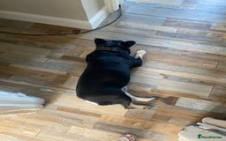 French Bulldog dogs for sale: Need to rehome 7 years old French bulldog asap  - Image 3