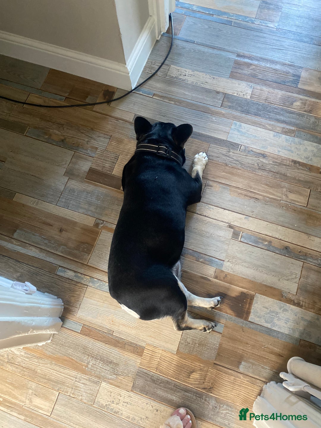 French Bulldog dogs for sale: Need to rehome 7 years old French bulldog asap  - Image 3