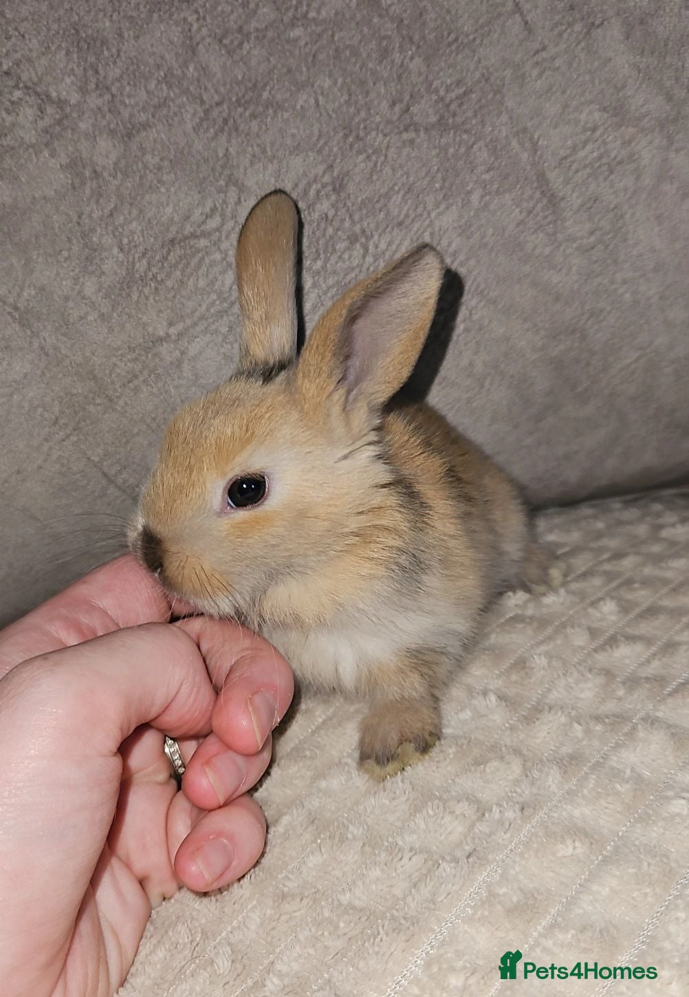 Mini Lop rabbits X8 Beautiful Baby Bunnies - Advert 2