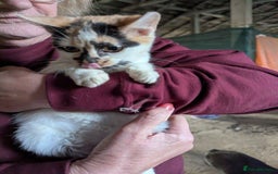 Mixed Breed cats for adoption: Melon for adoption - Advert 5