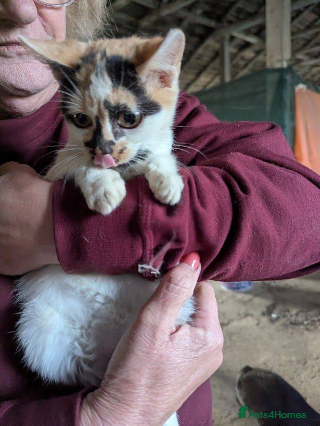 Mixed Breed cats for adoption: Melon for adoption - Advert 5