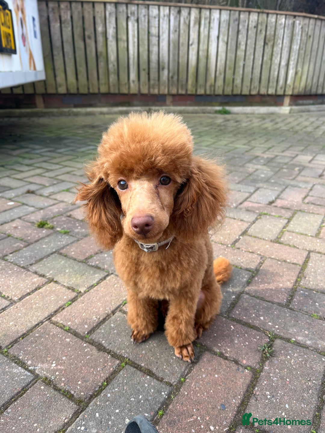 Cockapoo dogs for sale: Gorgeous toy cockapoo puppies  - Advert 5