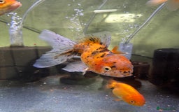 Fancy Goldfish fish for sale: 9 fancy goldfish for sale  - Image 8