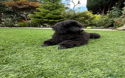 Toy Poodle dogs for sale: Kc registered beautiful toy poodle - Image 4