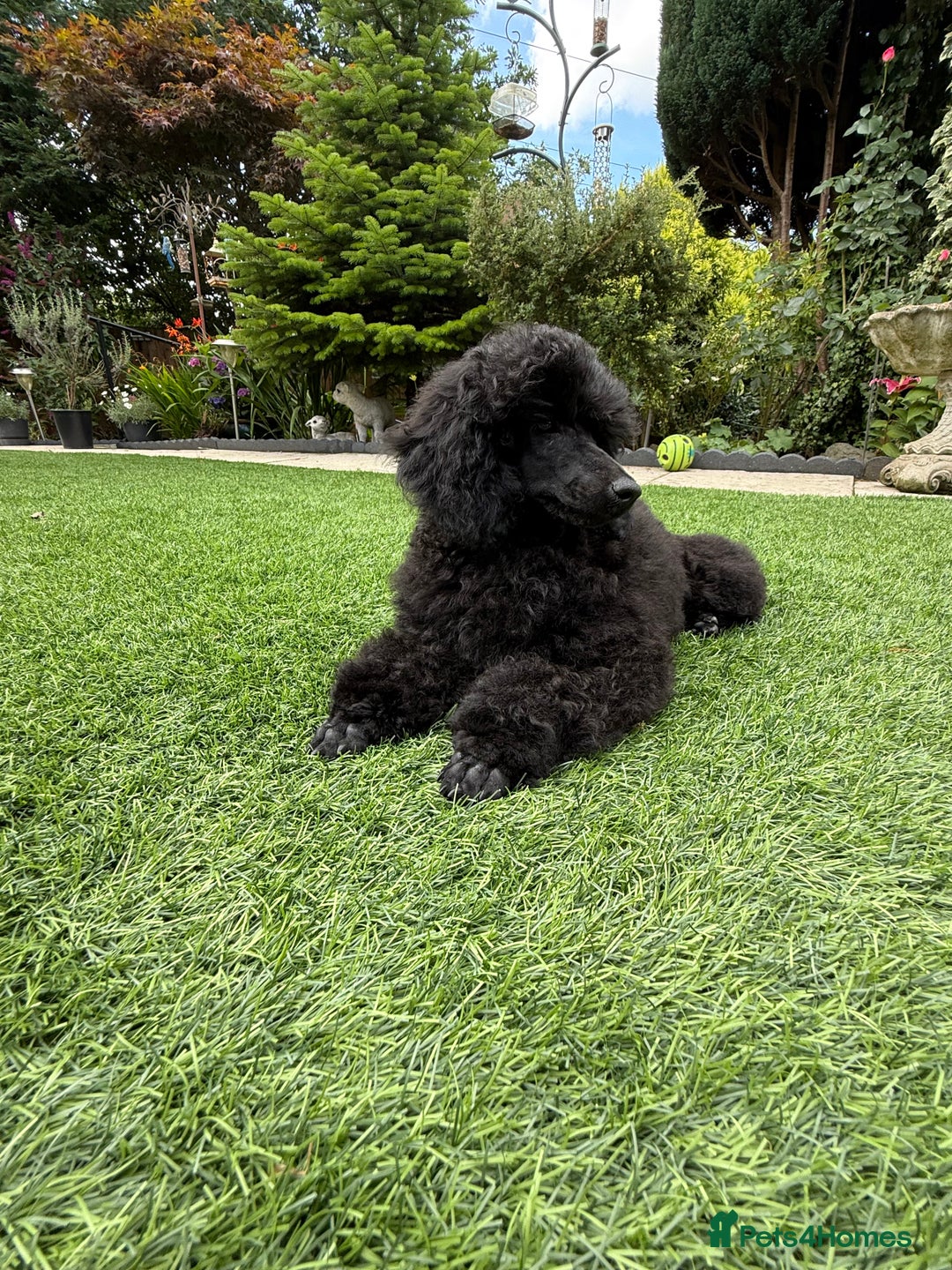 Toy Poodle dogs for sale: Kc registered beautiful toy poodle - Image 4