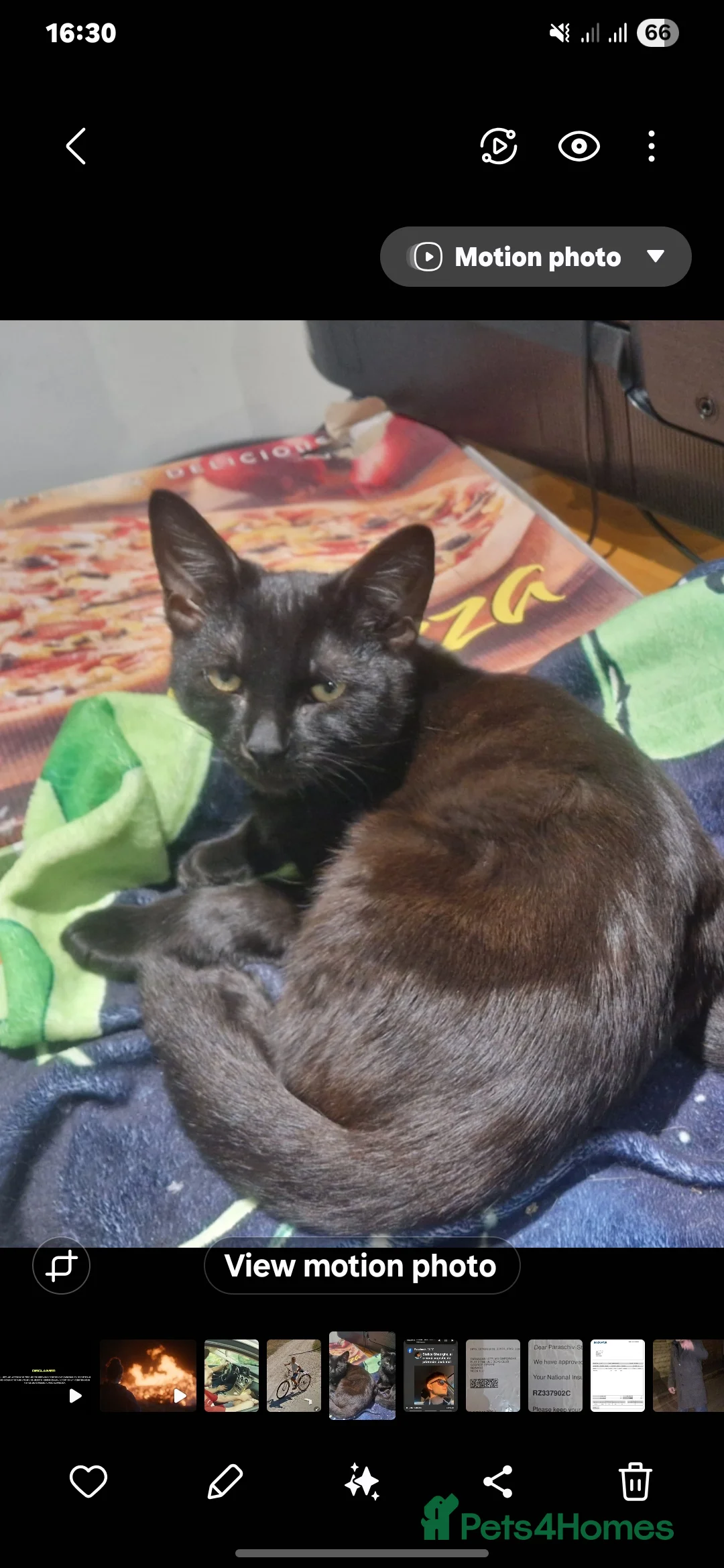 British Shorthair cats for sale: Shorthair  - Advert 4