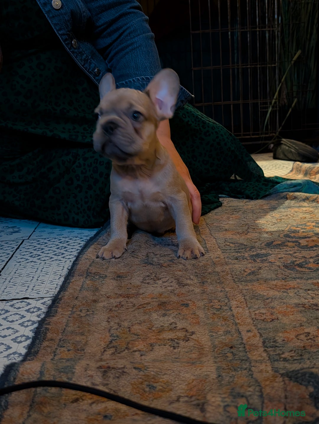 French Bulldog dogs for sale: Lilac fawn french bulldog male pup  - Image 9