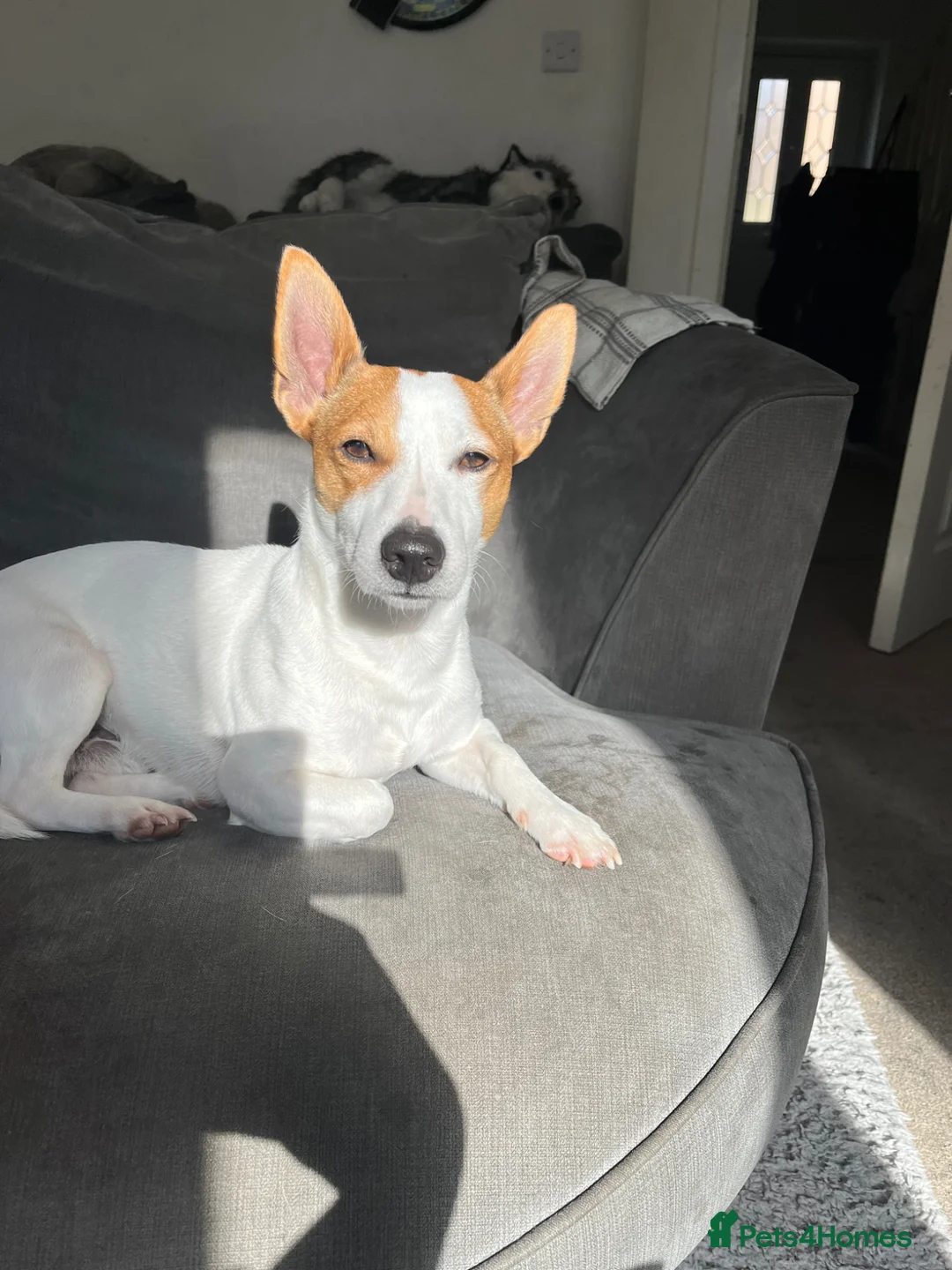 Jack Russell dogs for stud: Jack Russel terrier for stud  in Bishop's Stortford - Advert 1