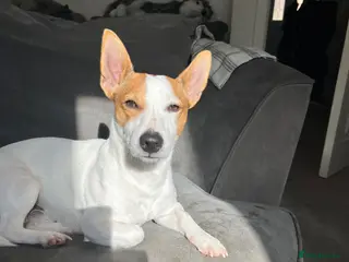 Jack Russell dogs Jack Russel terrier for stud - Advert 3