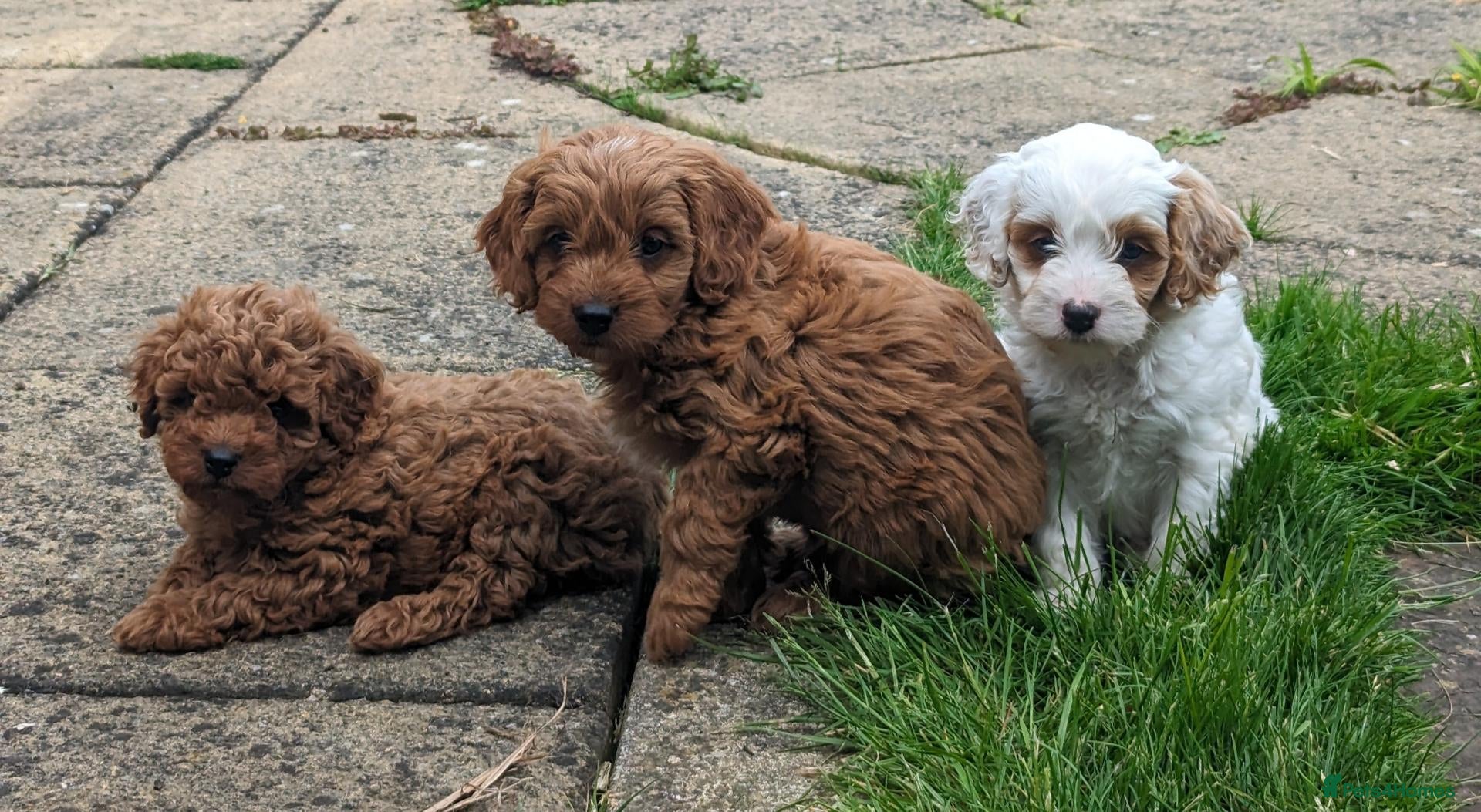 Cavapoo dogs BRAND NEW Cavapoo Red F1b puppies (1 boy & 1 girl) - Advert 13