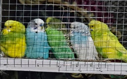 Budgerigars birds for sale: Budgies  - Advert 1