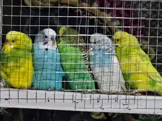 Budgerigars birds Budgies - Advert 6