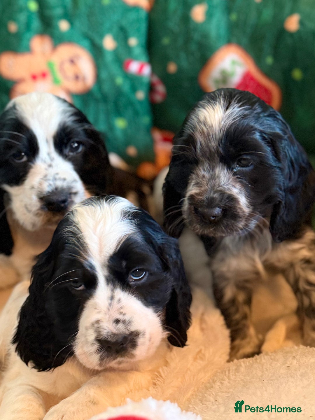Cocker Spaniel dogs for sale: Stunning Blue Roan Pups Available - Advert 12