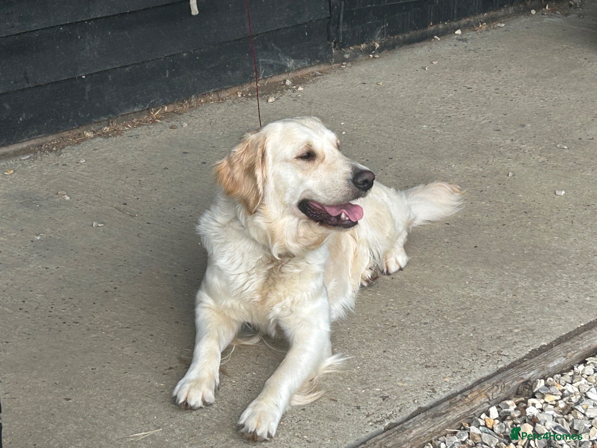 Golden Retriever dogs Beautiful 18-Month-Old Golden Retriever  - Advert 9