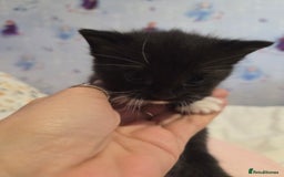 Domestic Shorthair cats for sale: Black and white male - Image 3