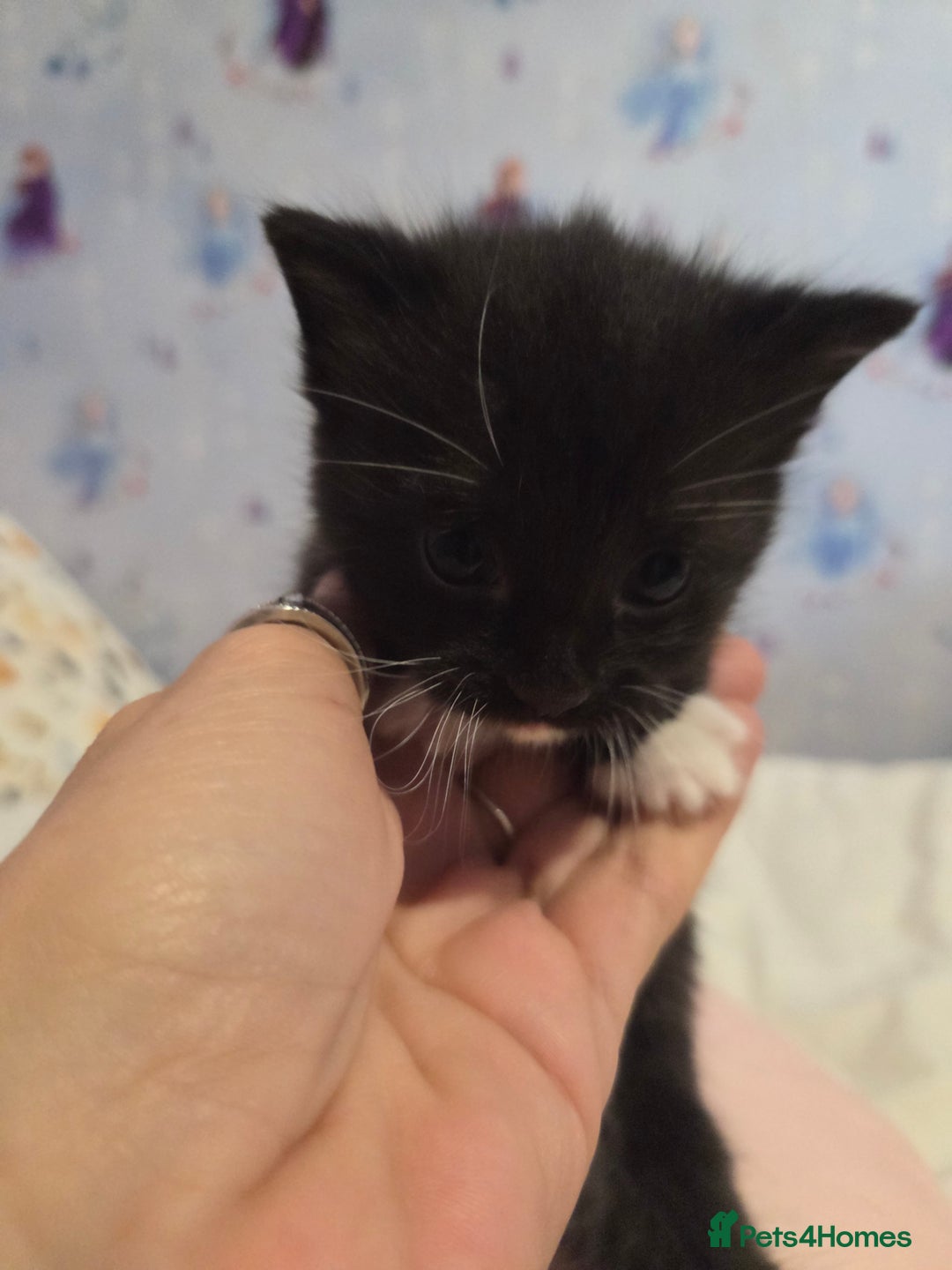 Domestic Shorthair cats for sale: Black and white male - Image 3