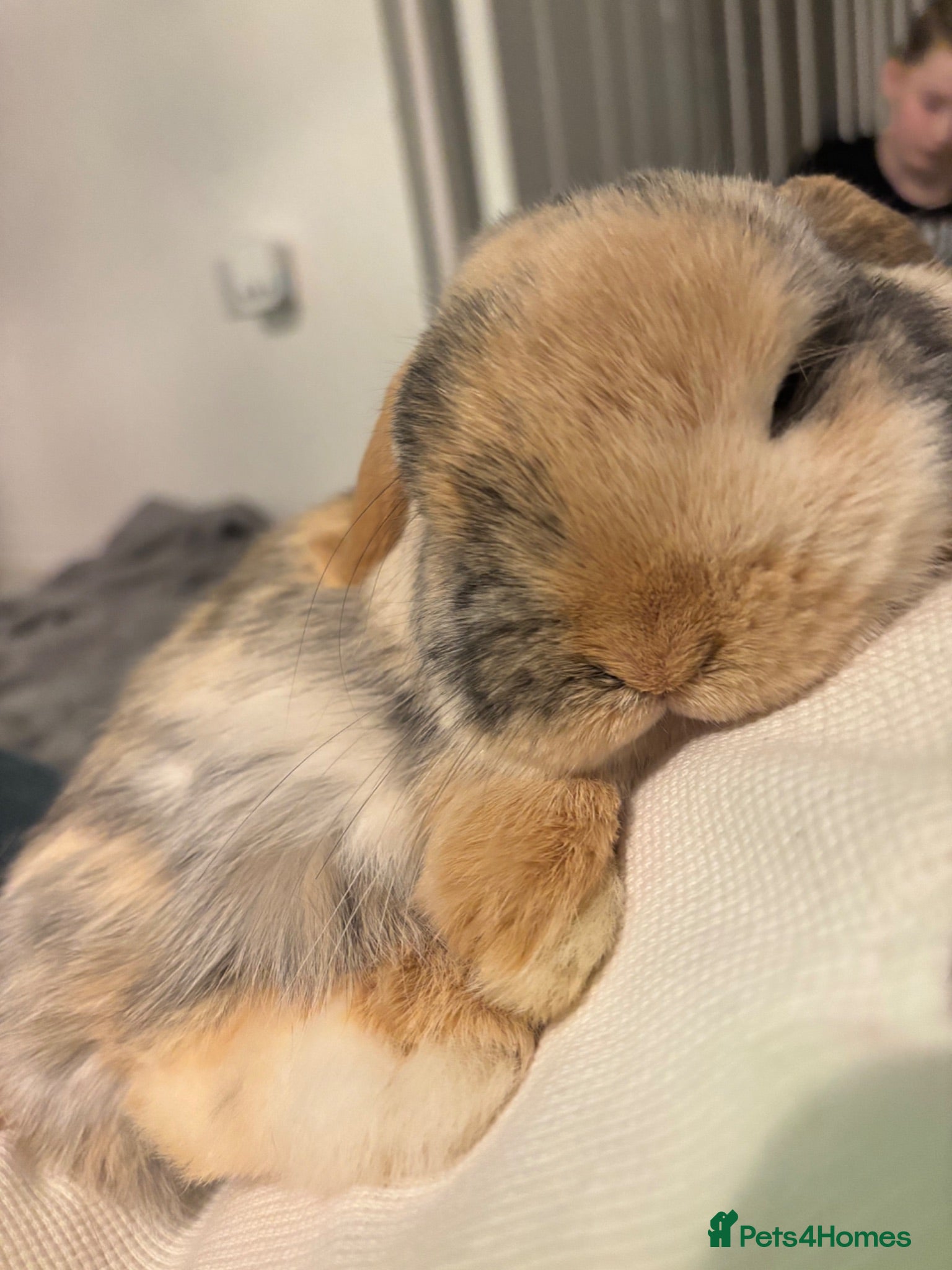 Mini Lop rabbits Mini lop  - Advert 1