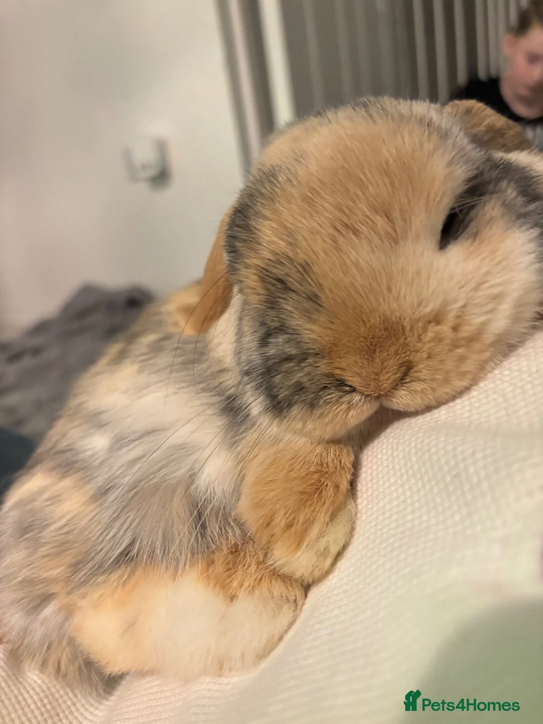 Mini Lop rabbits for sale: Mini lop  in Irvine - Advert 1