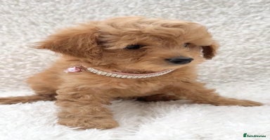 Cockapoo dogs - Advert 2