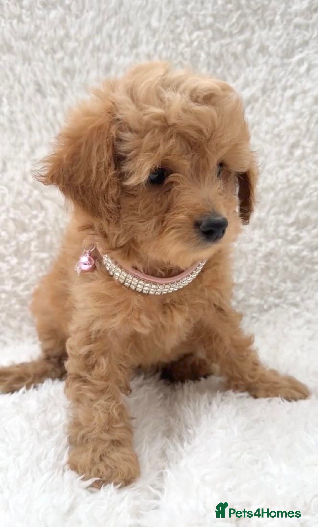 Cockapoo dogs for sale: Stunning cockapoo’s  - Image 2